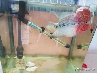 觀賞魚好賣嗎現(xiàn)在價格（觀賞魚價格信息：七彩神仙魚的養(yǎng)殖技巧七彩神仙魚養(yǎng)殖技巧） 祥龍魚場品牌產(chǎn)品 第4張