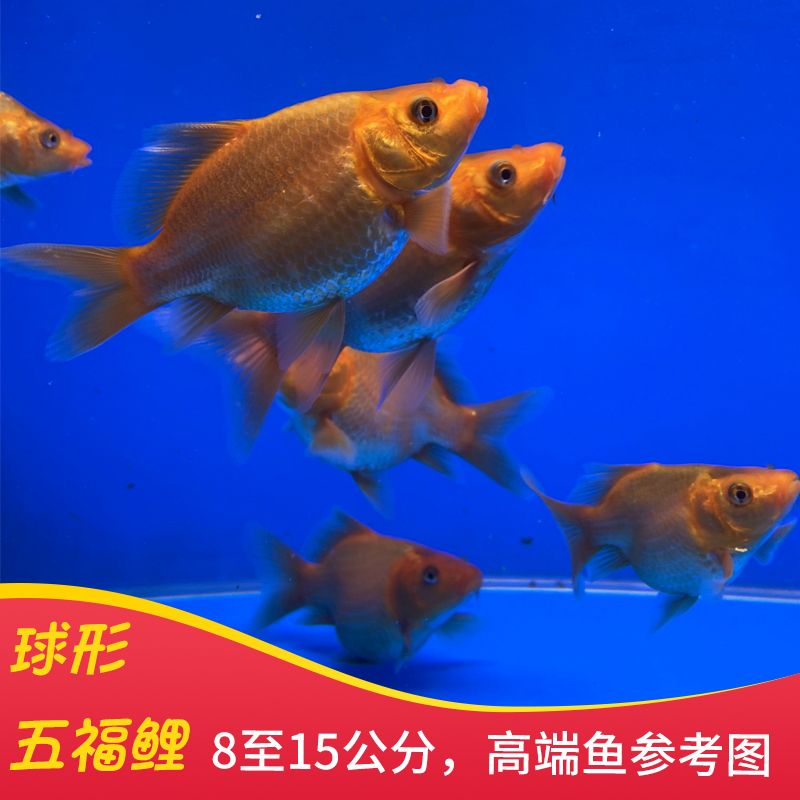 蝴蝶鯉魚苗養(yǎng)殖注意事項（全球觀賞魚文化探秘） 仟湖 第3張