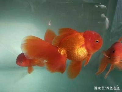 各種觀賞魚熱帶魚（熱帶觀賞魚的種類） 祥龍水族護理水 第4張