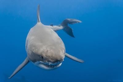 白鯊魚（白鯊魚的特征和習性） 水族雜談 第1張