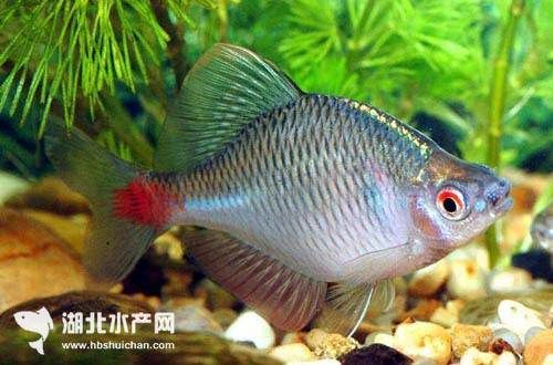 北方淡水觀賞魚（北方淡水觀賞魚的養(yǎng)殖技巧北方淡水觀賞魚的養(yǎng)殖技巧） 紅老虎魚 第1張