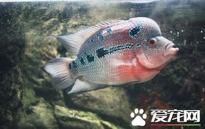 淡水名貴觀賞魚(yú)（名貴的淡水觀賞魚(yú)） 海象魚(yú) 第1張