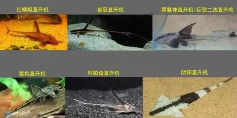 業(yè)余愛好:調整魚缸（剛剛給客廳的缸洗了棉） 觀賞魚論壇 第3張