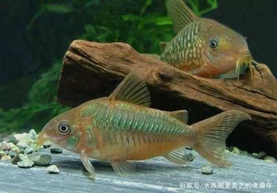 觀賞魚食用鹽有什么用（鹽在觀賞魚的飼養(yǎng)中的作用） 廣州觀賞魚批發(fā)市場 第1張