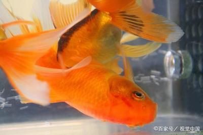 觀賞魚食用鹽有什么用（鹽在觀賞魚的飼養(yǎng)中的作用） 廣州觀賞魚批發(fā)市場 第4張