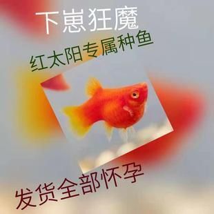 紅太陽(yáng)觀賞魚繁殖前兆（紅太陽(yáng)觀賞魚的繁殖前兆）