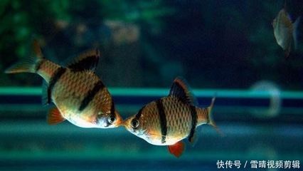 觀賞魚可以混養(yǎng)嗎視頻（關(guān)于觀賞魚混養(yǎng)的一些關(guān)鍵信息） 月光鴨嘴魚 第1張