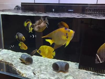 觀賞魚店鋪介紹文案（北京星辰觀賞魚店） 細(xì)線銀板魚苗 第2張