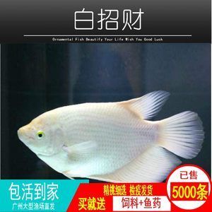 紅眼魚觀賞魚（世界各地的淡水觀賞魚除了紅眼魚的養(yǎng)殖技術(shù)對愛好者來說至關(guān)重要） 巴西亞魚 第3張