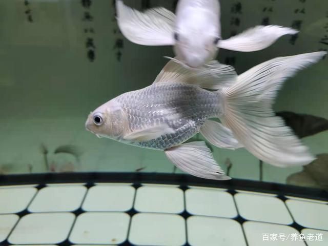 蝴蝶鯉的飼養(yǎng)方式和方法（蝴蝶鯉的飼養(yǎng)方法）