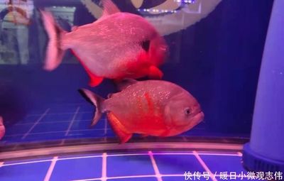 觀賞魚死了是什么原因（觀賞魚死亡的原因有哪些？） 成吉思汗鯊（球鯊）魚 第3張