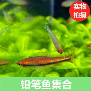 淡水小型觀賞魚（關(guān)于淡水小型觀賞魚的一些詳細(xì)信息） 印尼大湖漁場產(chǎn)業(yè)聯(lián)盟 第2張