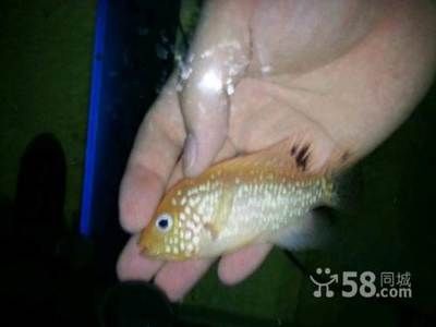 廣州觀賞魚展覽 龍魚芯片掃碼器 第3張