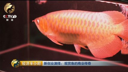 廣州觀賞魚展覽 龍魚芯片掃碼器 第1張