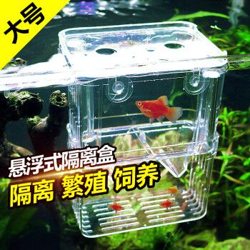 觀賞魚斗魚怎么養(yǎng)（斗魚的飼養(yǎng)技巧）