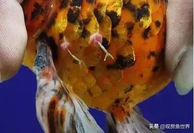 觀賞魚的寄生蟲（觀賞魚寄生蟲病如何防治） 則道紅龍 第1張