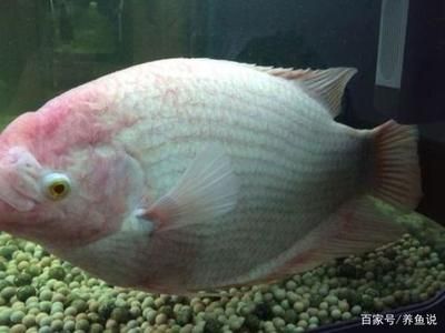 觀賞魚突眼怎么治療（觀賞魚突眼怎么辦）