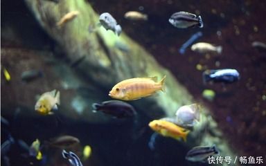 觀賞魚突眼怎么治療（觀賞魚突眼怎么辦） 黑桃A魚苗 第4張