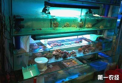 高端觀賞魚行業(yè)現(xiàn)狀（2022年我國高端觀賞魚規(guī)模已發(fā)展至2022年的47.2億尾）