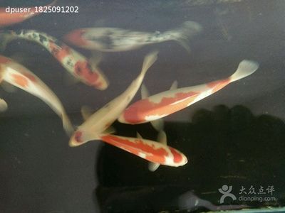 觀賞魚社區(qū)（fish3000觀賞魚社區(qū)） 祥龍金禾金龍魚 第1張