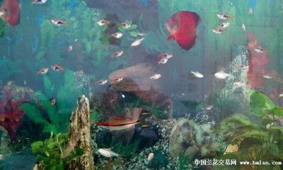 觀賞魚社區(qū)（fish3000觀賞魚社區(qū)） 祥龍金禾金龍魚 第3張