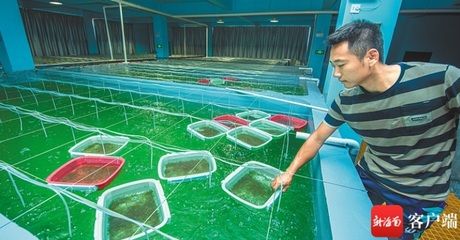 海南海水觀賞魚(yú)繁殖基地（海南海水觀賞魚(yú)繁殖基地是海水觀賞魚(yú)產(chǎn)業(yè)的重要性） 充氧泵 第3張