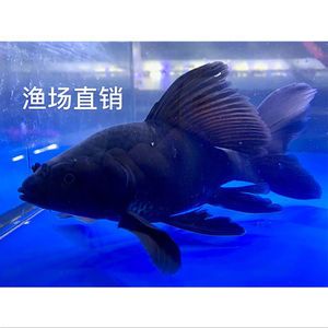 蝴蝶鯉魚(yú)苗怎么挑選（養(yǎng)蝴蝶鯉魚(yú)苗的注意事項(xiàng)） 帝王三間魚(yú) 第1張