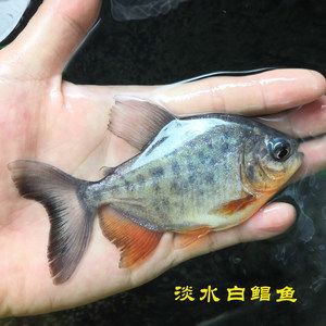 白色熱帶觀賞魚(yú)有哪些品種好養(yǎng)（泰國(guó)斗魚(yú)仙女款白色半月超美斗魚(yú)熱帶觀賞魚(yú)好養(yǎng)耐活）