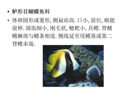 給我找觀賞魚什么意思（觀賞魚的養(yǎng)殖技巧）