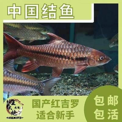 哥拉巴拉紅吉羅水溫（哥拉巴拉紅吉羅是一種原產(chǎn)于馬來(lái)西亞的觀賞魚品種） 女王大帆魚 第4張