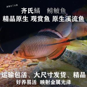 廣東觀賞魚漁場分布圖高清（關(guān)于廣東觀賞魚養(yǎng)殖業(yè)的問題） 狗仔招財貓魚 第4張