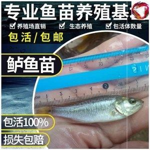 黑魚當觀賞魚養(yǎng)（黑魚作為觀賞魚的養(yǎng)護技巧養(yǎng)護技巧養(yǎng)護觀賞魚的技巧）