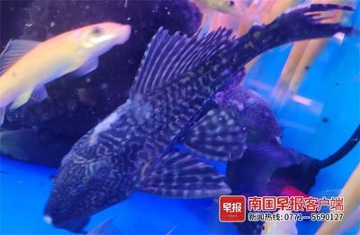 鳳尾魚(yú)缸養(yǎng)啥清理魚(yú)（鳳尾魚(yú)養(yǎng)魚(yú)與風(fēng)水學(xué)在中國(guó)傳統(tǒng)文化中有著密切關(guān)系）