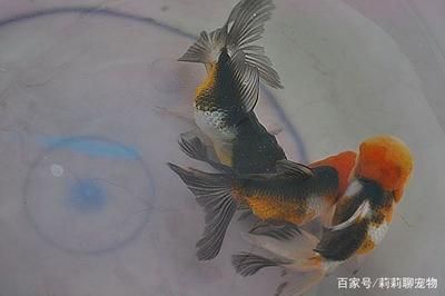 比較罕見的觀賞魚品種（罕見的觀賞魚品種） 魚缸水質穩(wěn)定劑 第1張