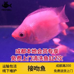 觀賞魚七彩燕怎么養(yǎng)（七彩燕的飼養(yǎng)指南） 細(xì)線銀板魚苗 第1張