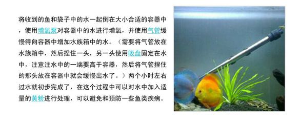 觀賞魚七彩燕怎么養(yǎng)（七彩燕的飼養(yǎng)指南） 細(xì)線銀板魚苗 第4張