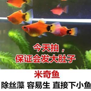 觀賞魚七彩燕怎么養(yǎng)（七彩燕的飼養(yǎng)指南） 細(xì)線銀板魚苗 第3張