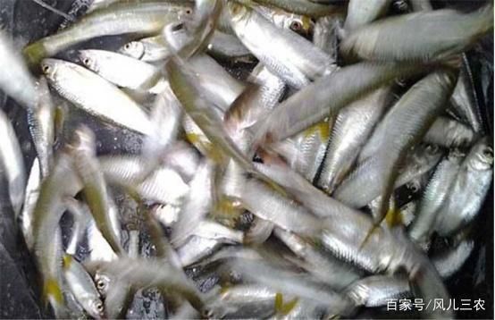 大白魚觀賞魚怎么養(yǎng)殖的（大白魚養(yǎng)殖需要注意以下幾個方面） 其他寵物 第3張