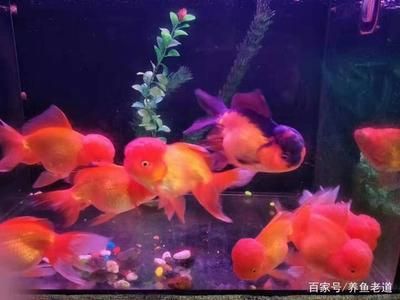 純黑觀賞魚(yú)的種類與價(jià)格（純黑觀賞魚(yú)價(jià)格） 紅龍魚(yú)魚(yú)糧飼料 第4張