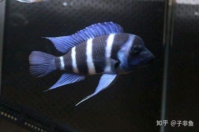 慈鯛魚的壽命有多長（慈鯛魚的壽命因品種而異） 胭脂孔雀龍魚 第4張