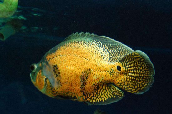 奧里諾科野生地圖魚（奧里諾科野生地圖魚是一種具有獨特外觀和飼養(yǎng)特點的魚類） 紅白錦鯉魚 第4張