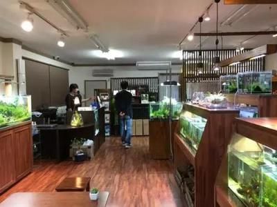 觀賞魚市場定位（全球觀賞魚市場定位分析：全球觀賞魚市場的競爭格局） 福滿鉆魚 第3張