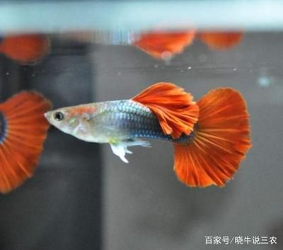 紅財(cái)神魚(yú)（紅財(cái)神魚(yú)是一種受歡迎的淡水熱帶觀(guān)賞魚(yú)的飼養(yǎng)技巧）