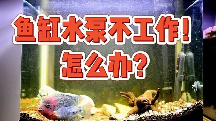 觀賞魚水泵不出水啥原因？（觀賞魚水泵不出水怎么辦？） 其它水族用具設(shè)備 第4張