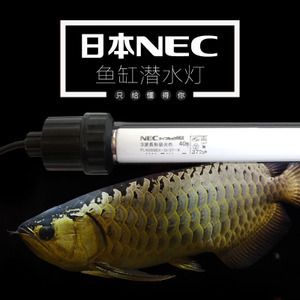 bca龍魚（新加坡bca水族養(yǎng)殖龍魚需要注意哪些問題？） 銀古魚苗 第4張