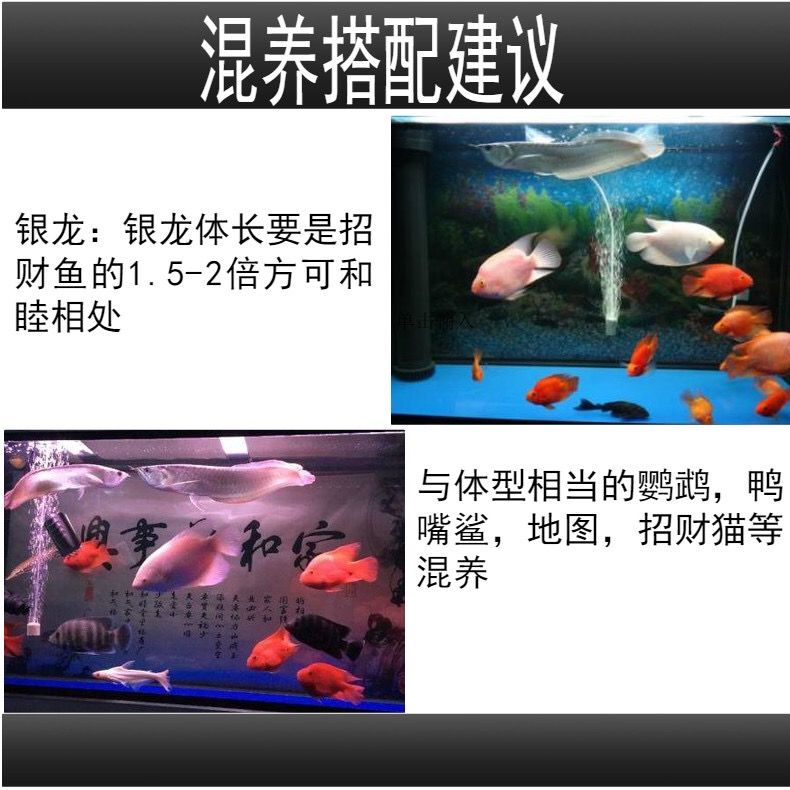 淡水觀賞魚混養(yǎng)怎么養(yǎng)的（淡水觀賞魚混養(yǎng)技巧） 黃金招財貓魚 第3張