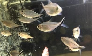 黑觀賞魚買什么好養(yǎng)活（如何選擇觀賞魚？） 蝴蝶鯉魚苗 第3張