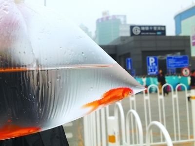 地鐵讓帶觀賞魚嗎（北京地鐵允許攜帶觀賞魚乘坐嗎？）