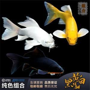 大型淡水魚觀賞魚價(jià)格（大型淡水魚觀賞魚價(jià)格及其大致價(jià)格不同而有所差異） 造景/裝飾 第1張