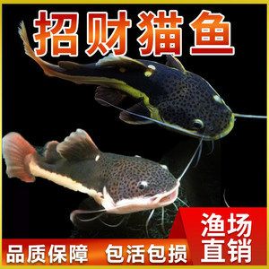 大型淡水魚觀賞魚價(jià)格（大型淡水魚觀賞魚價(jià)格及其大致價(jià)格不同而有所差異） 造景/裝飾 第3張